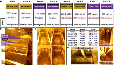 Simulation of Microbial Response to Accidental Diesel Spills in Basins Containing Brackish Sea Water and Sediment